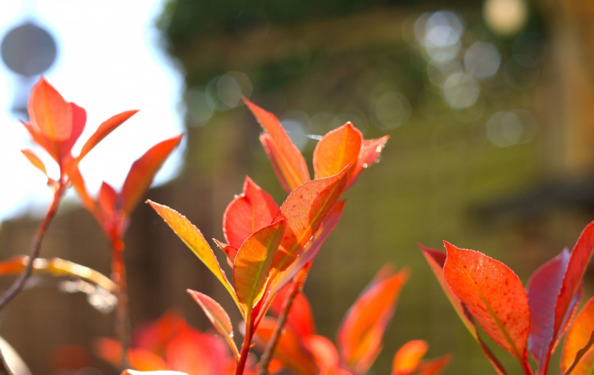 Gartenimpression 2
