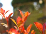 Gartenimpression 2