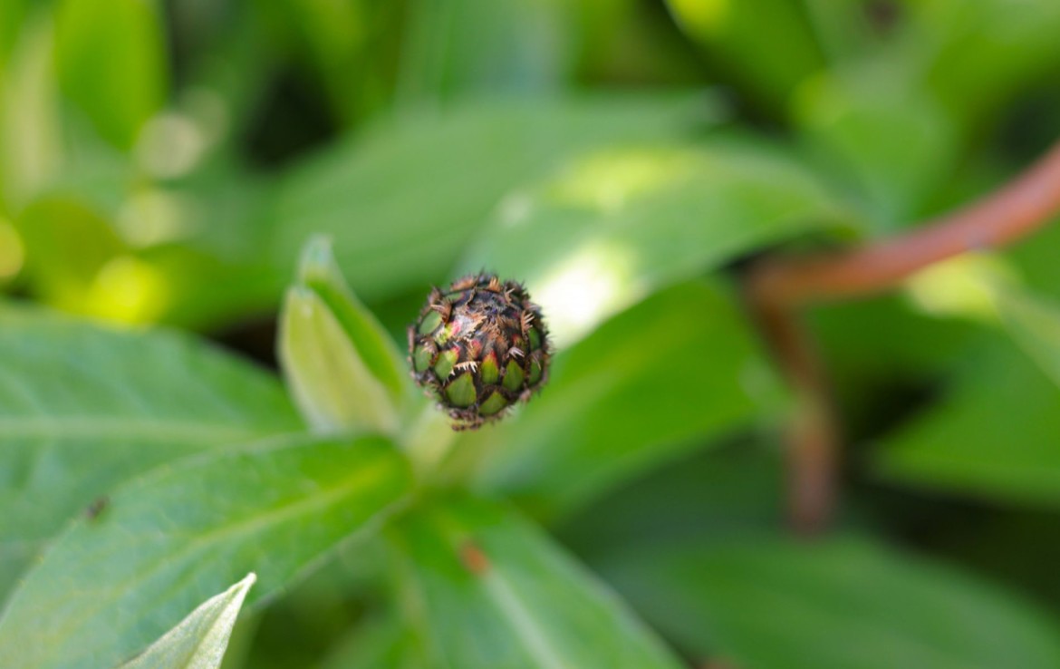 Gartenimpression 1