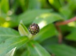 Gartenimpression 1