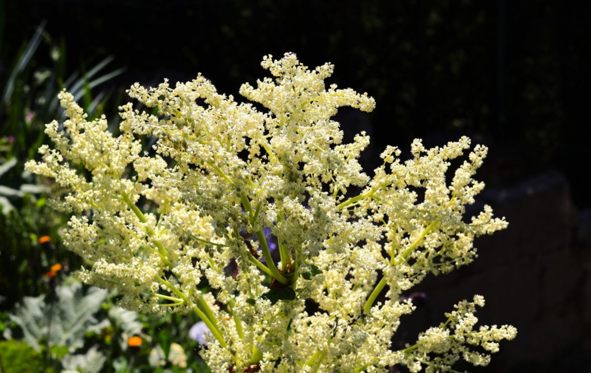 Gartenimpressionen 8
