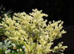 Gartenimpressionen 8