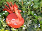 Gartenimpression 4