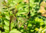 Gartenimpressionen 1