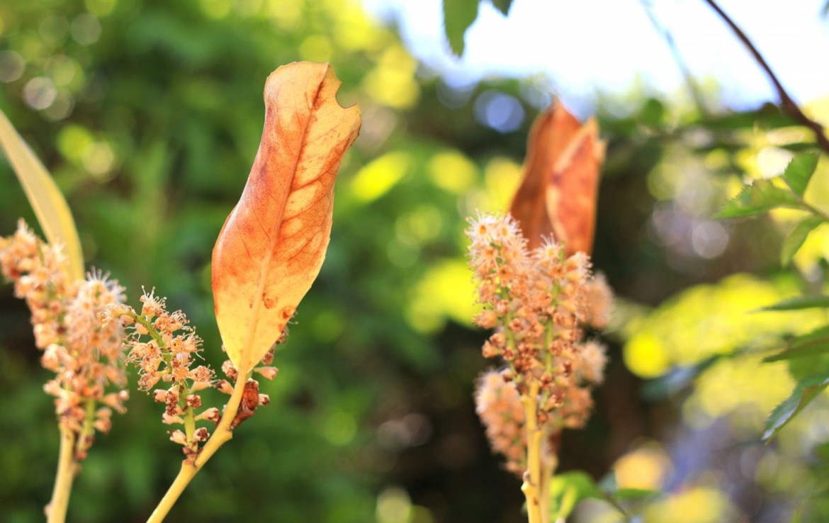 Gartenimpression 3