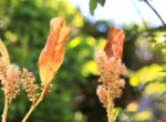 Gartenimpression 3