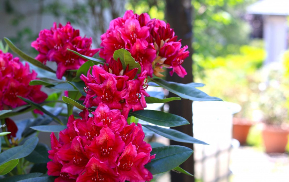 Gartenimpressionen 3