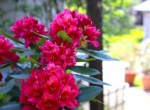 Gartenimpressionen 3