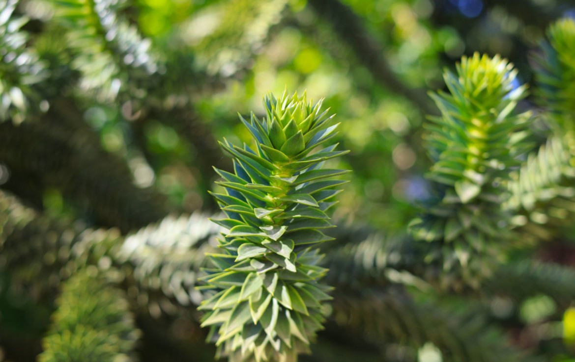 Gartenimpression 5