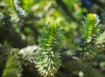 Gartenimpression 5