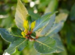Gartenimpression 6