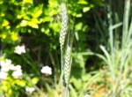Gartenimpressionen 5