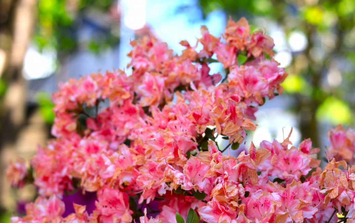 Gartenimpressionen 2