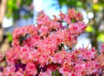 Gartenimpressionen 2