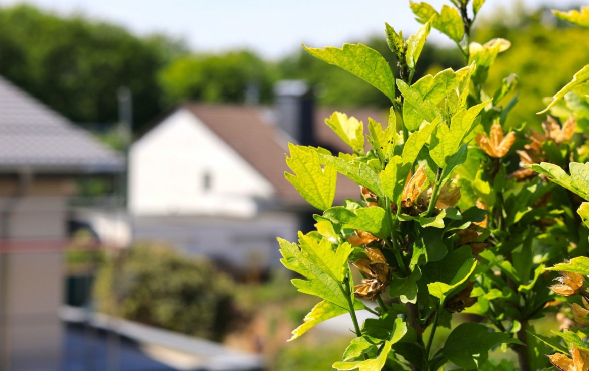 Gartenimpressionen 4