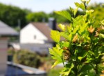 Gartenimpressionen 4