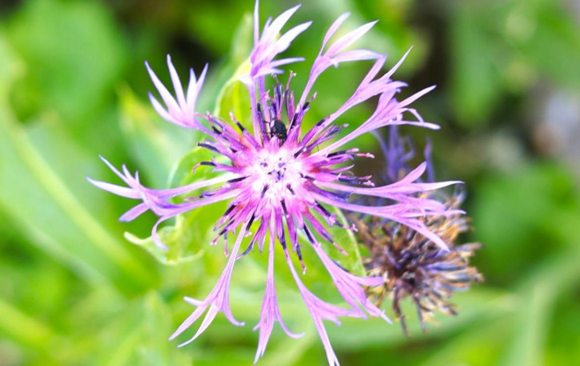 Gartenimpressionen 6
