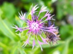 Gartenimpressionen 6