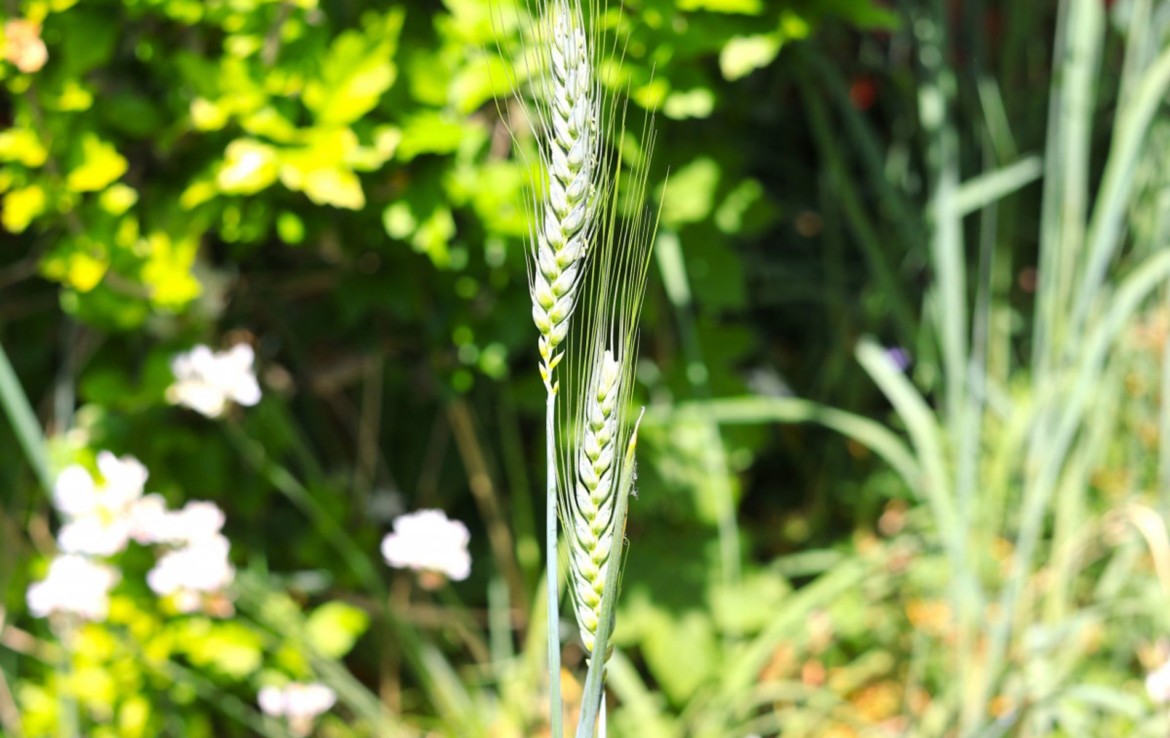 Gartenimpressionen 5